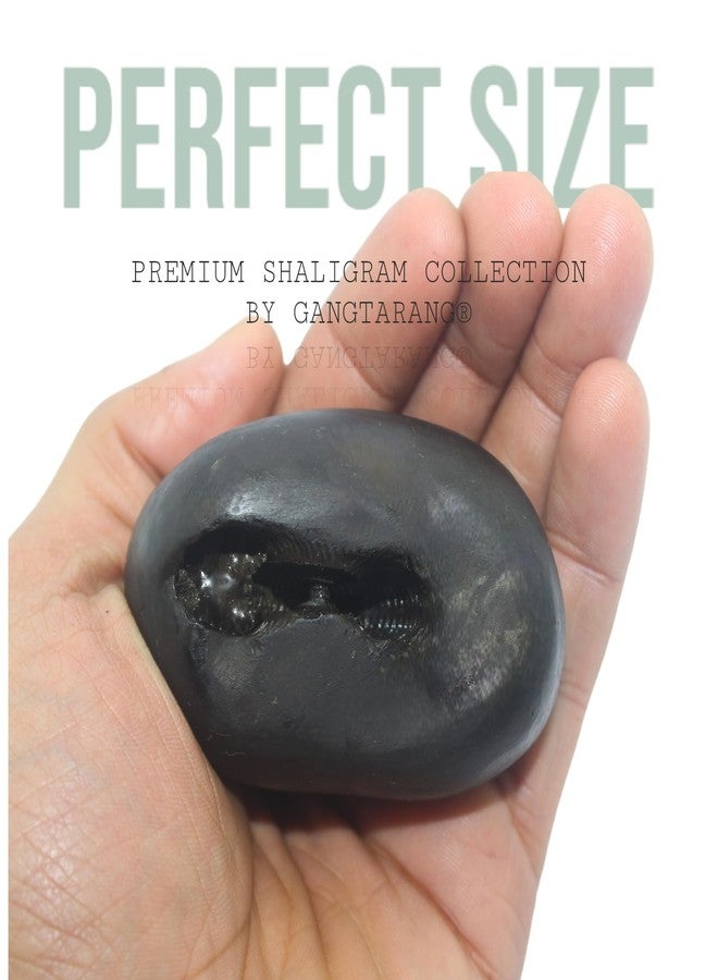 GANGTARANG Shaligram Stone Lakshmi-Narsimha نيبال Gandaki River Chakra Saligram لبوجا، أسود (4-6 سم) - SHALIGRAM-LNS-01 - Image 2